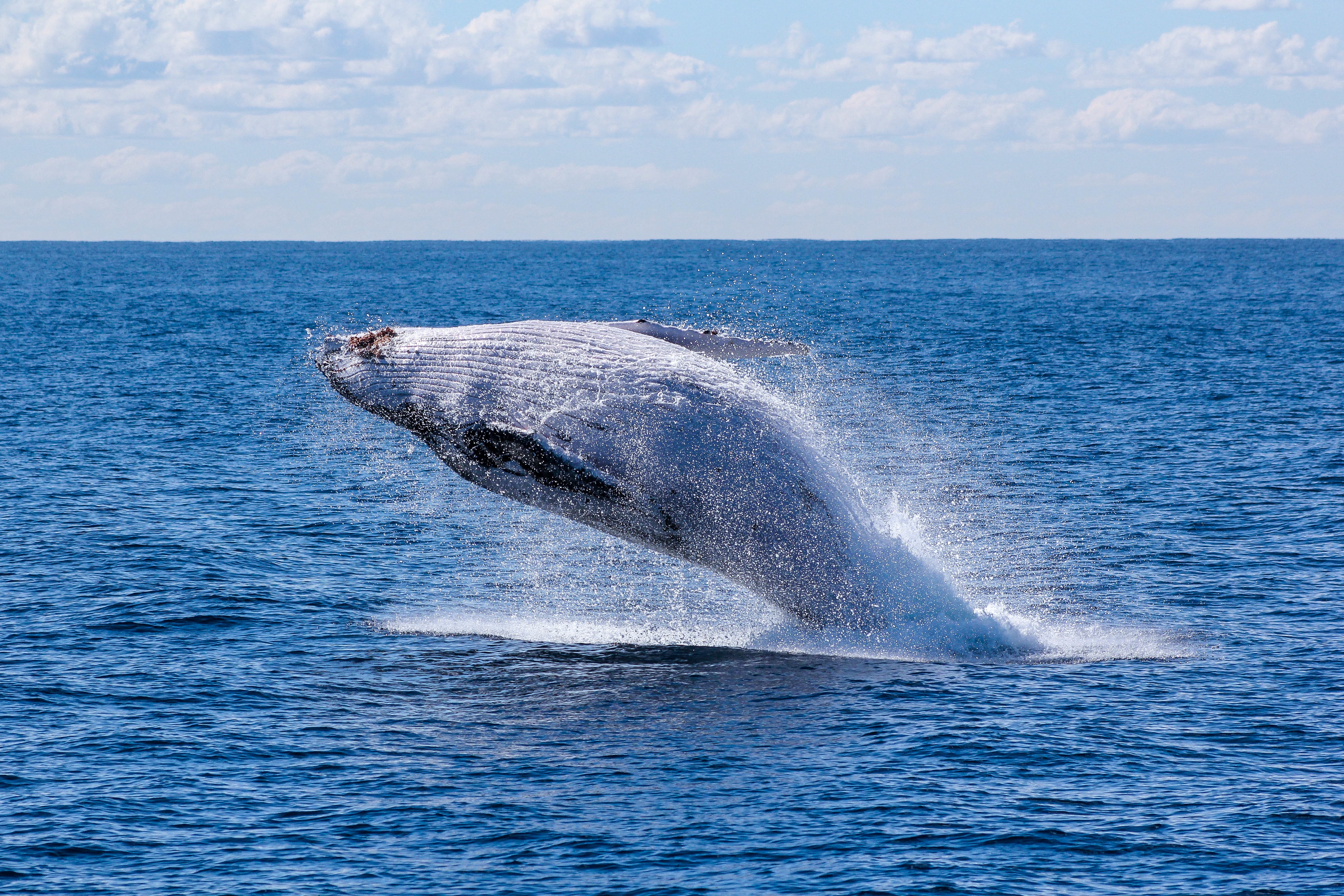 免费照片一头大鲸鱼跃出水面