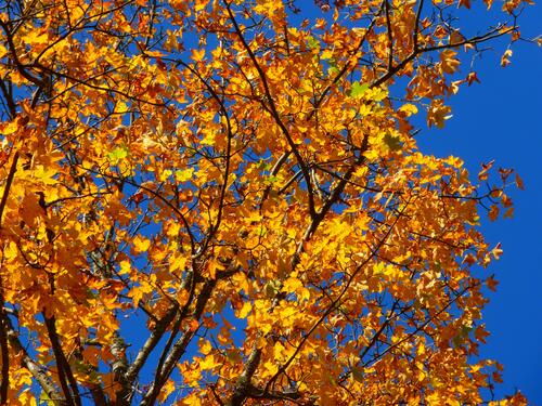 Autumn birch leaves