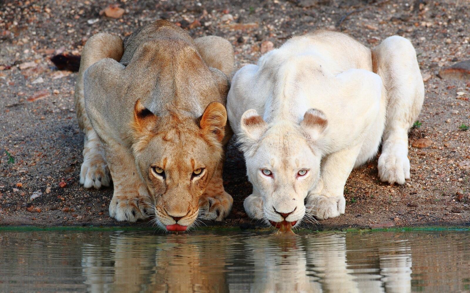 Wallpapers wallpaper lions white lion thirsty on the desktop