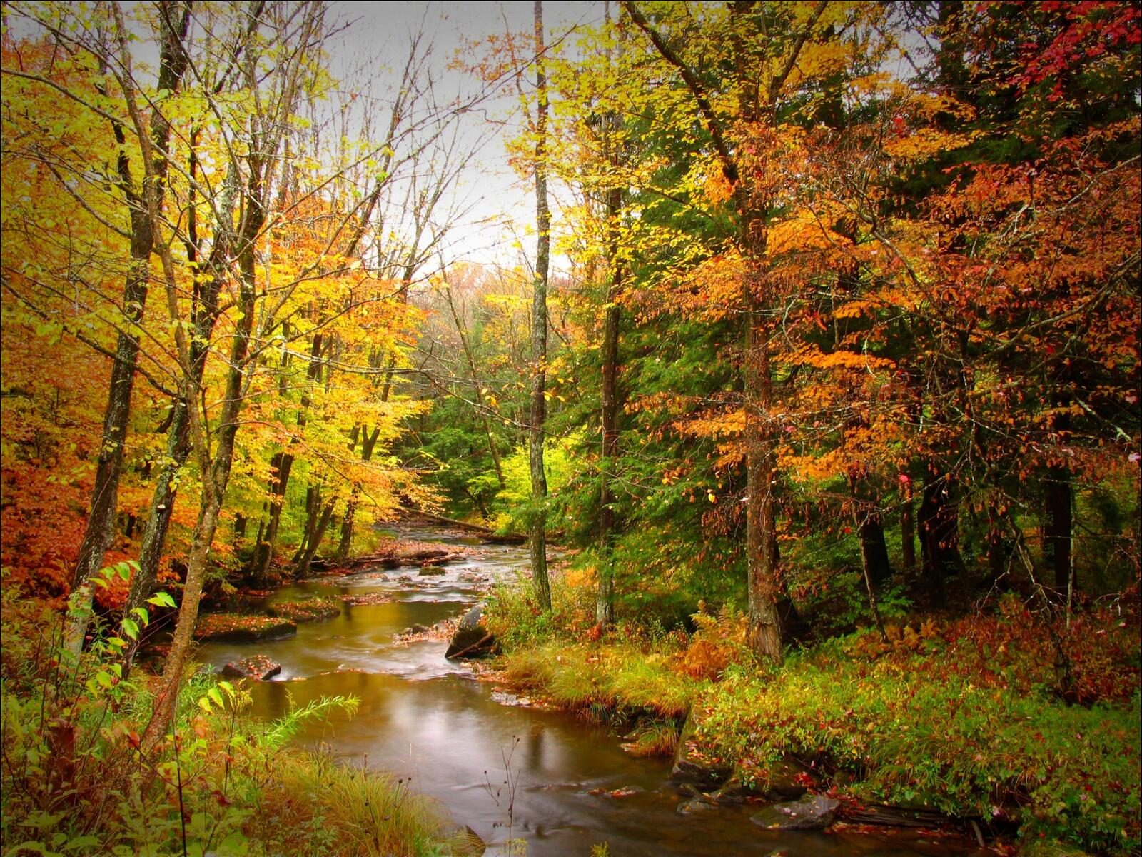 Free photo A river in an autumn forest