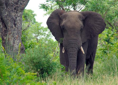 A large African elephant eats grass near a tree