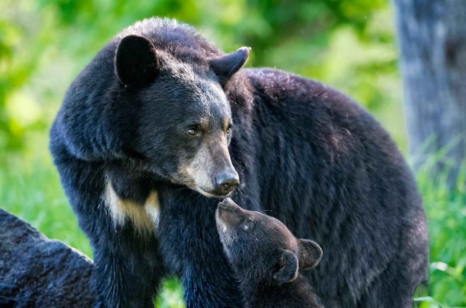 Бесплатное фото Семья медведей