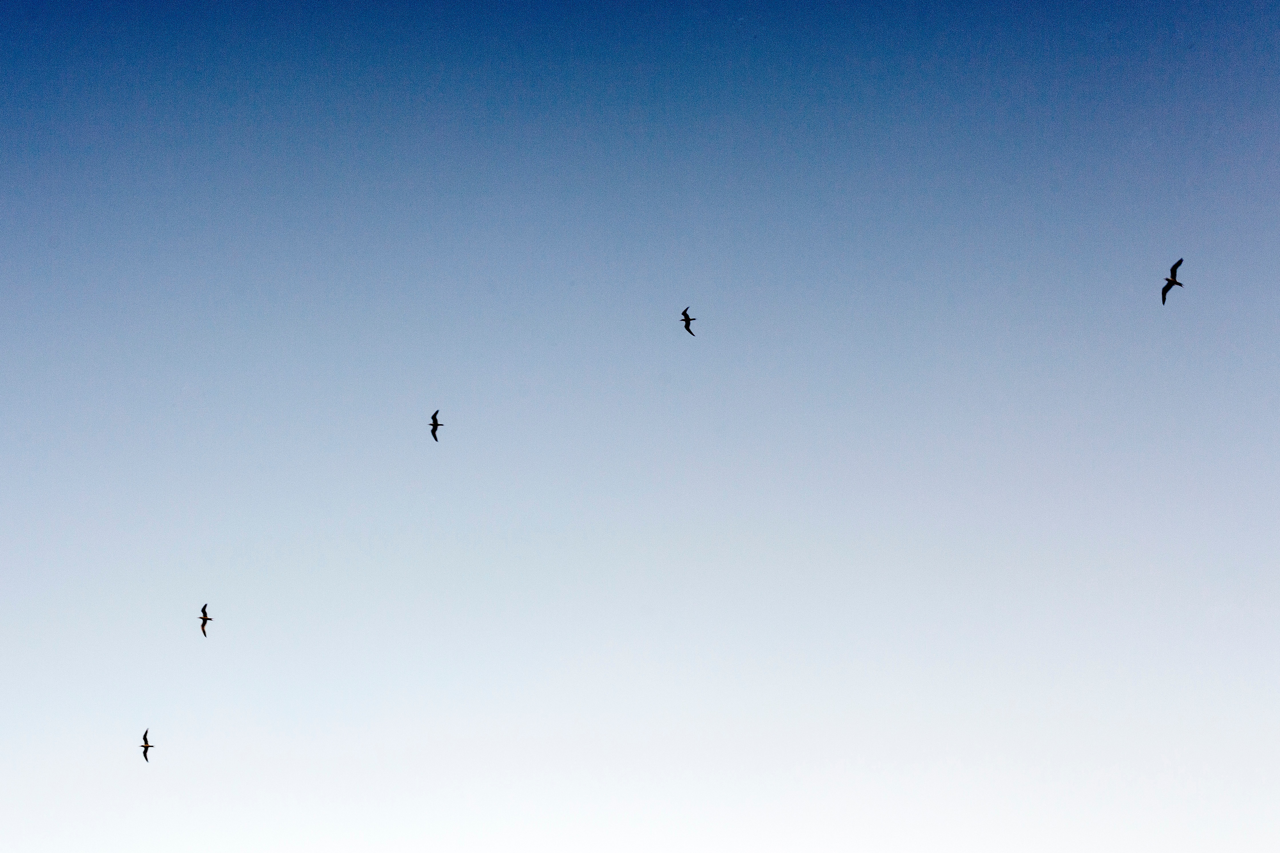 Seagulls flying against a clear blue sky