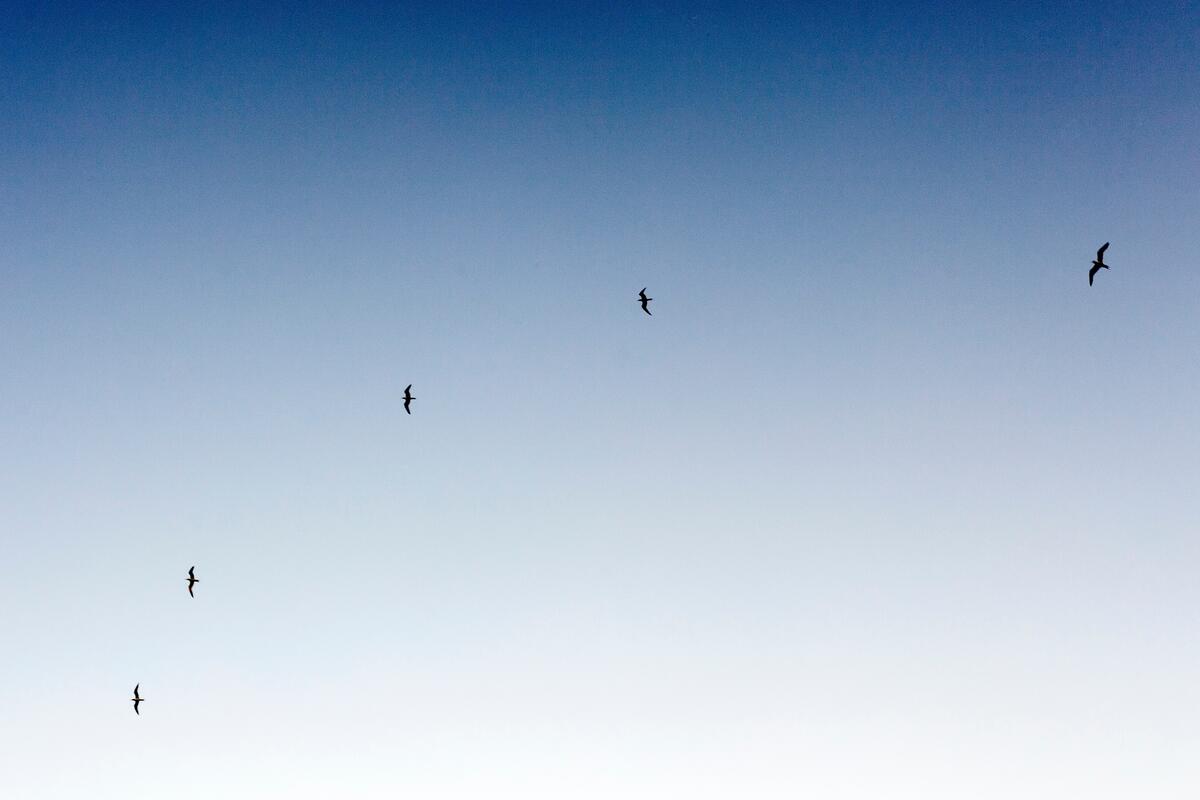 Чайки летают на фоне чистого голубого неба