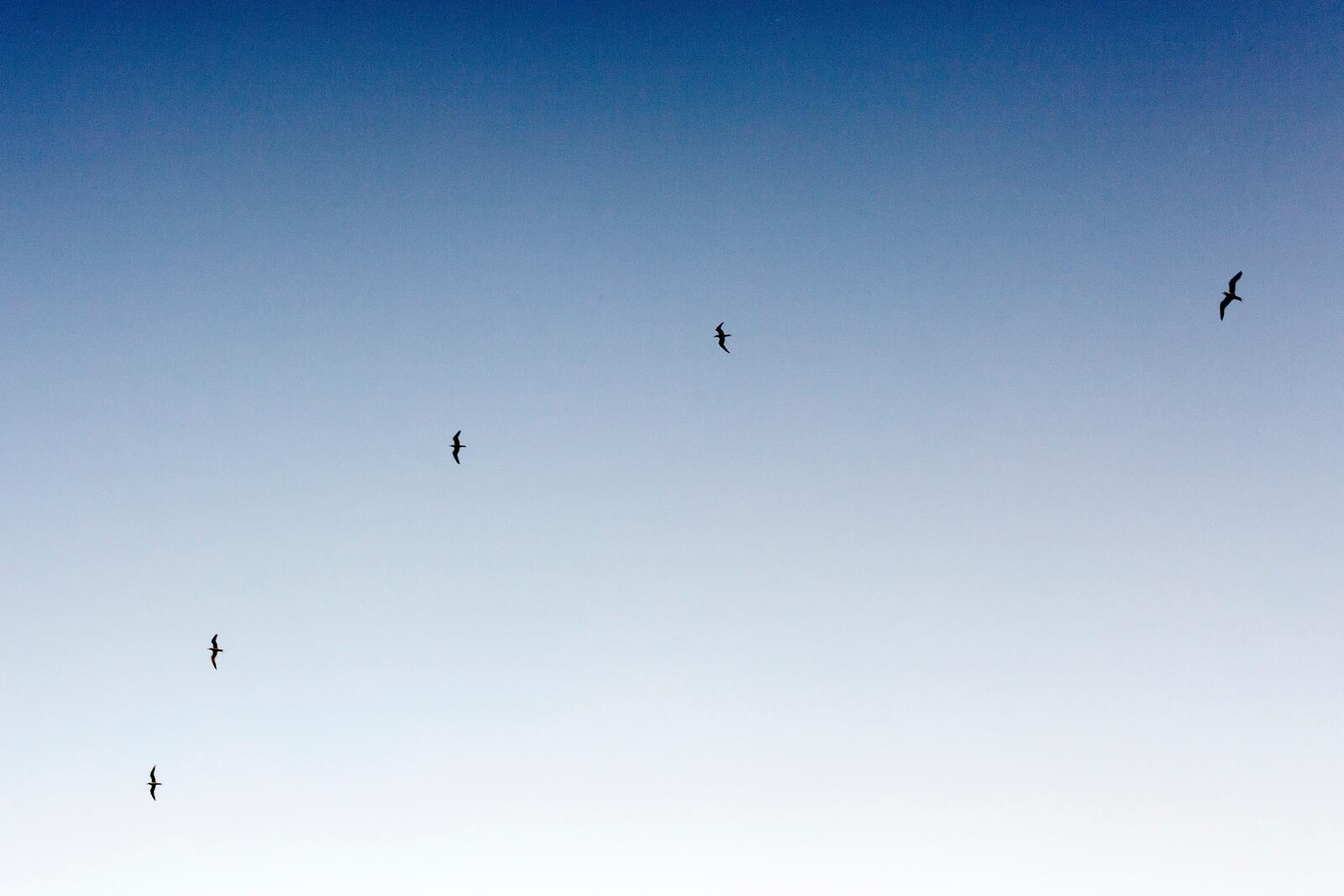 Free photo Seagulls flying against a clear blue sky