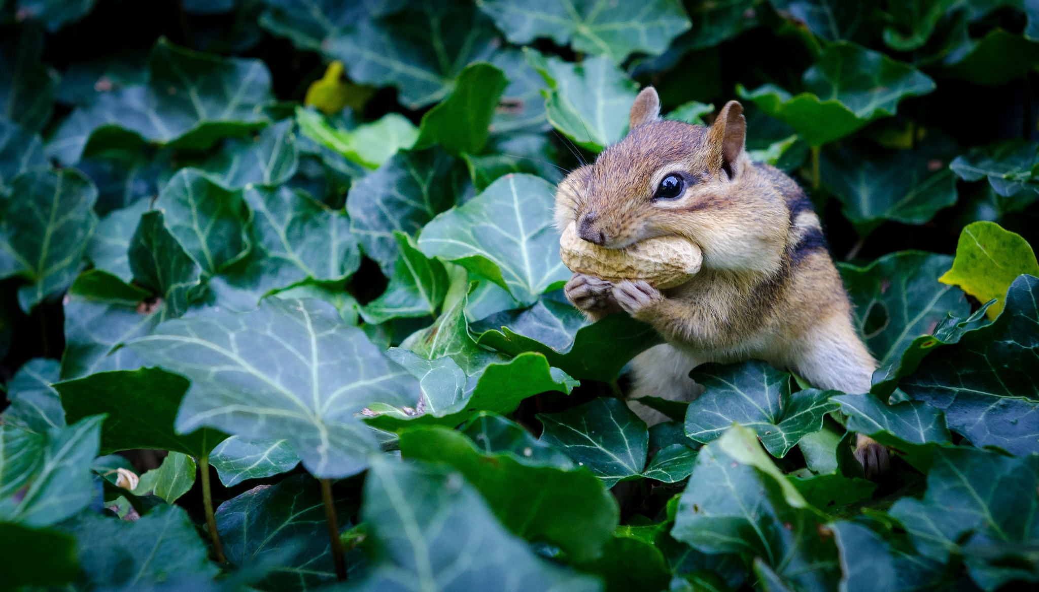A chipmunk eats a nut