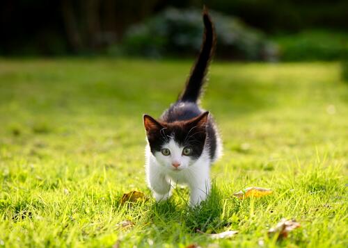 A cute kitten running through the grass