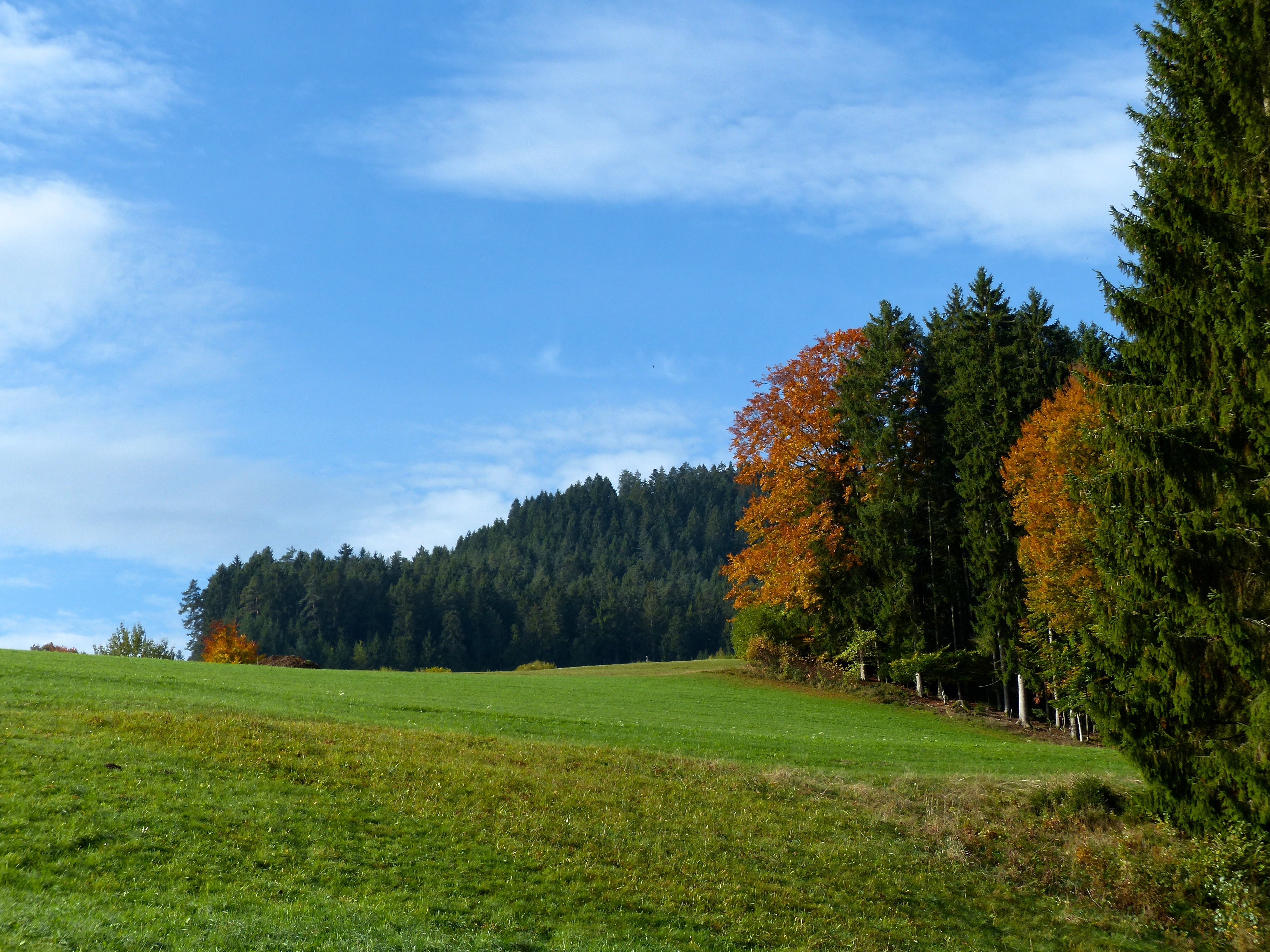 Бесплатное фото Летняя полянка на окраине леса