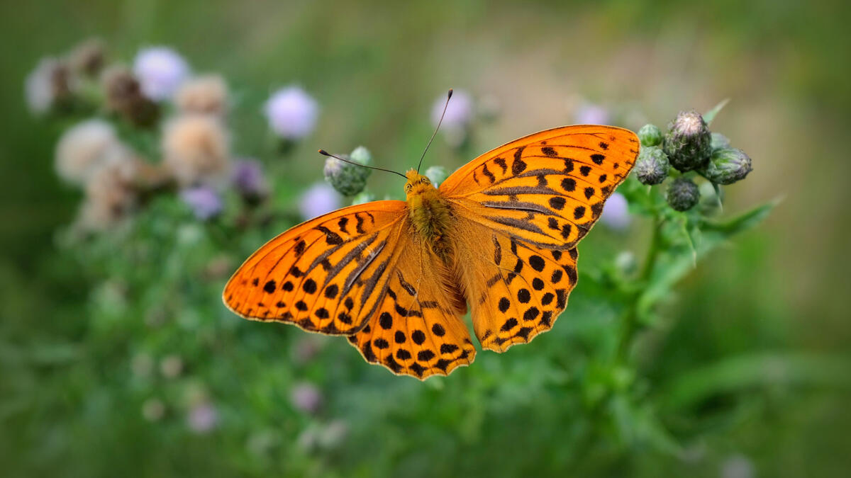 Красивая оранжевая пятнистая бабочка