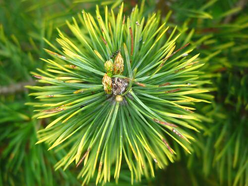 Spruce sprig with needles