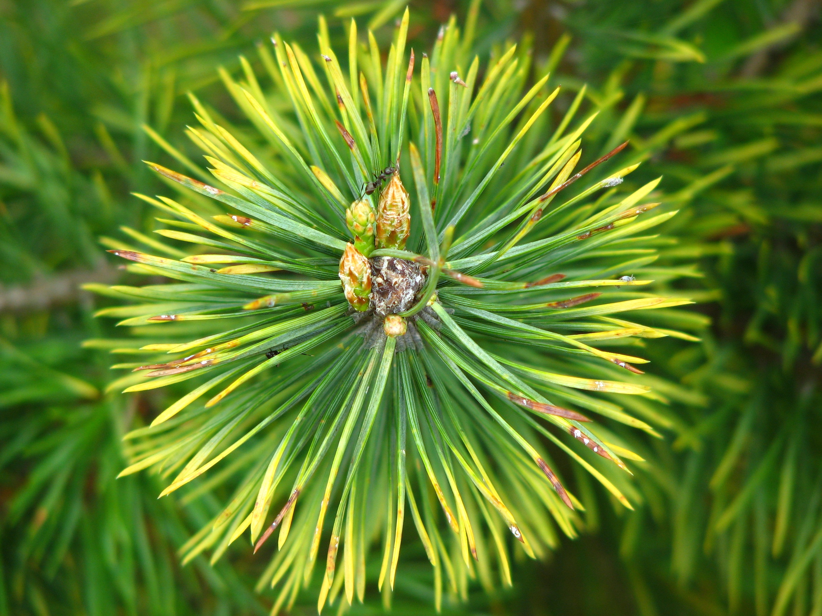 Free photo Spruce sprig with needles