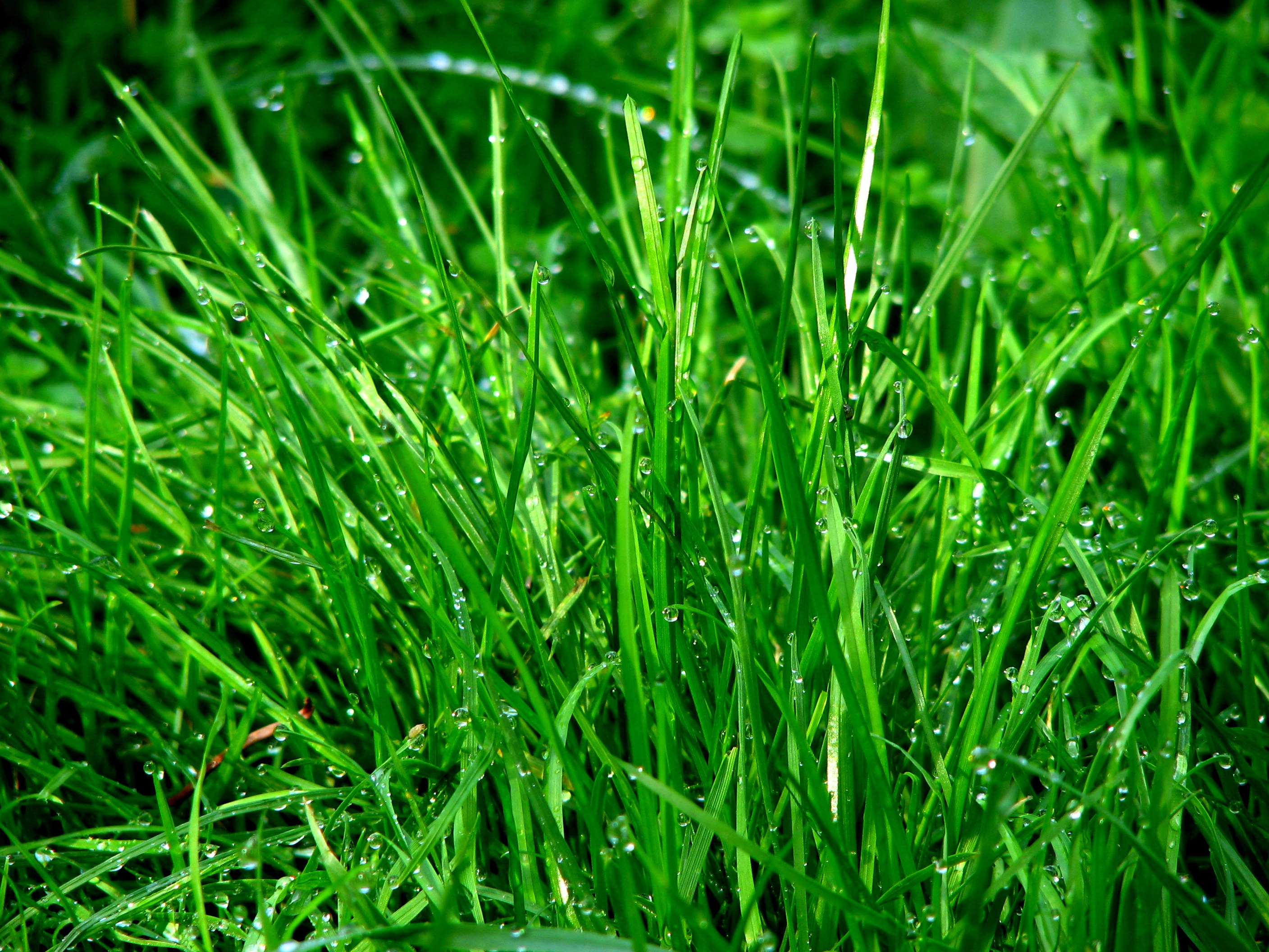 Зеленая трава с каплями воды