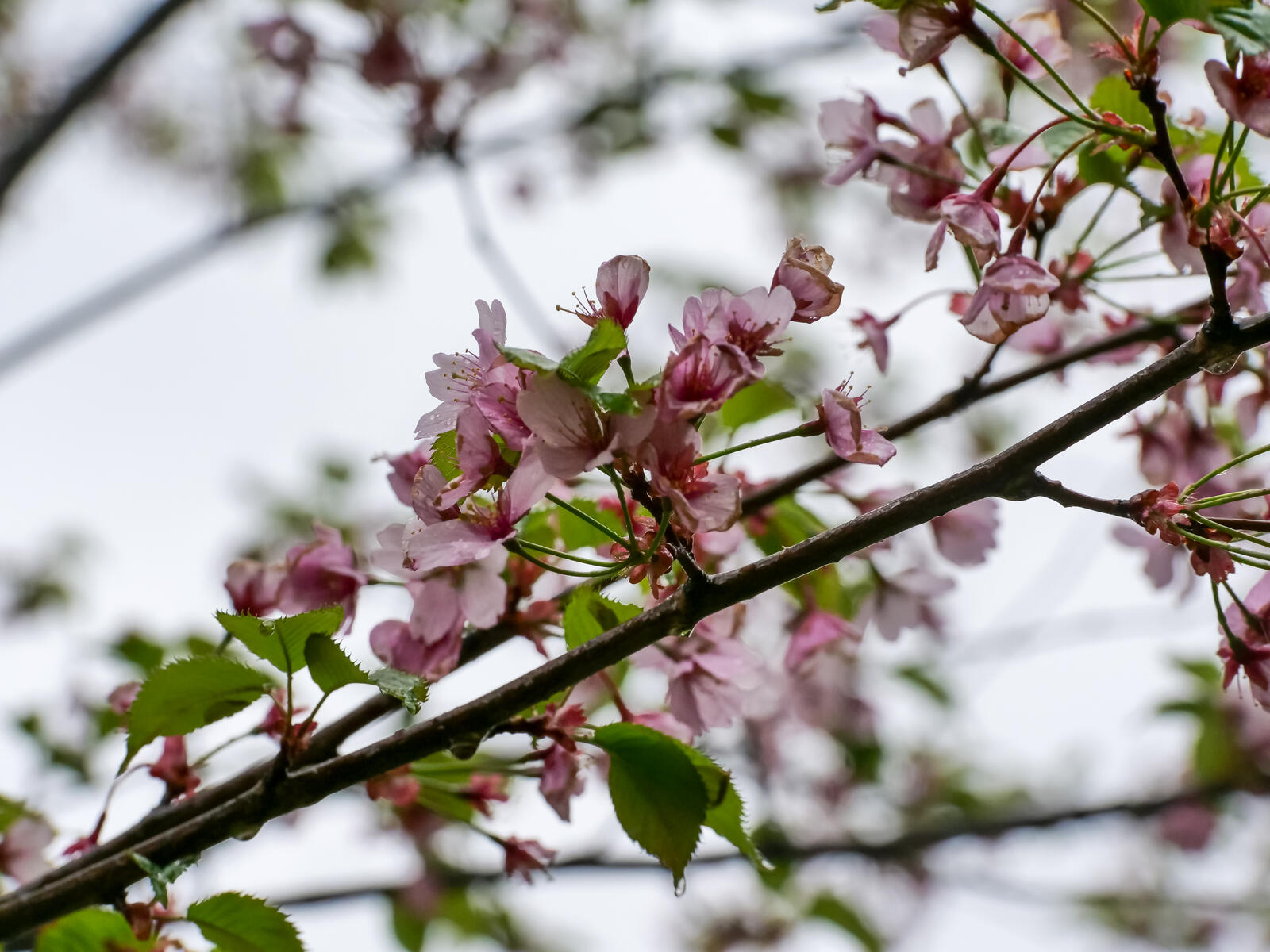Бесплатное фото Розовые лепестки на веточке дерева вишни