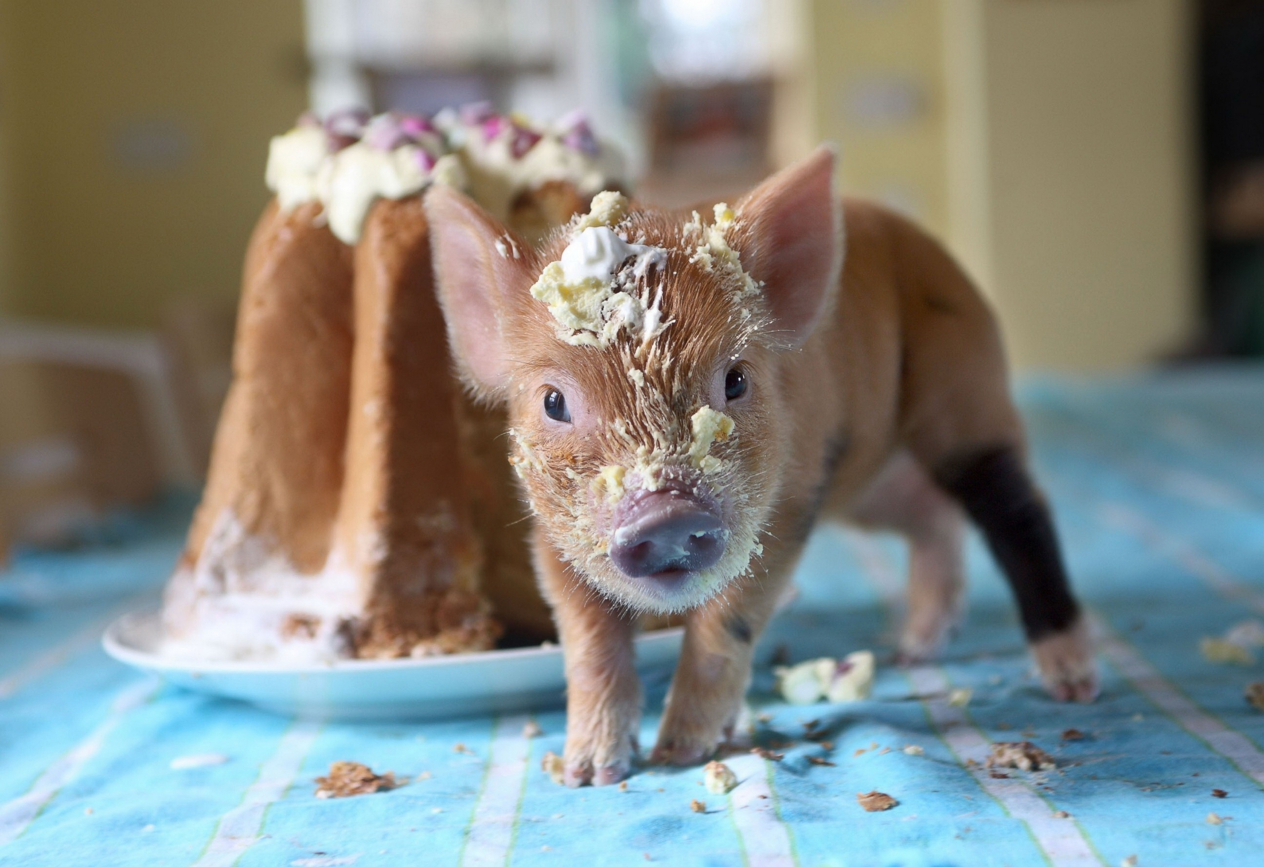 Обои торт свинья млекопитающее на рабочий стол