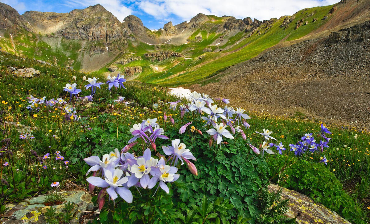 Brightly colored wildflowers in the mountains of Colorado