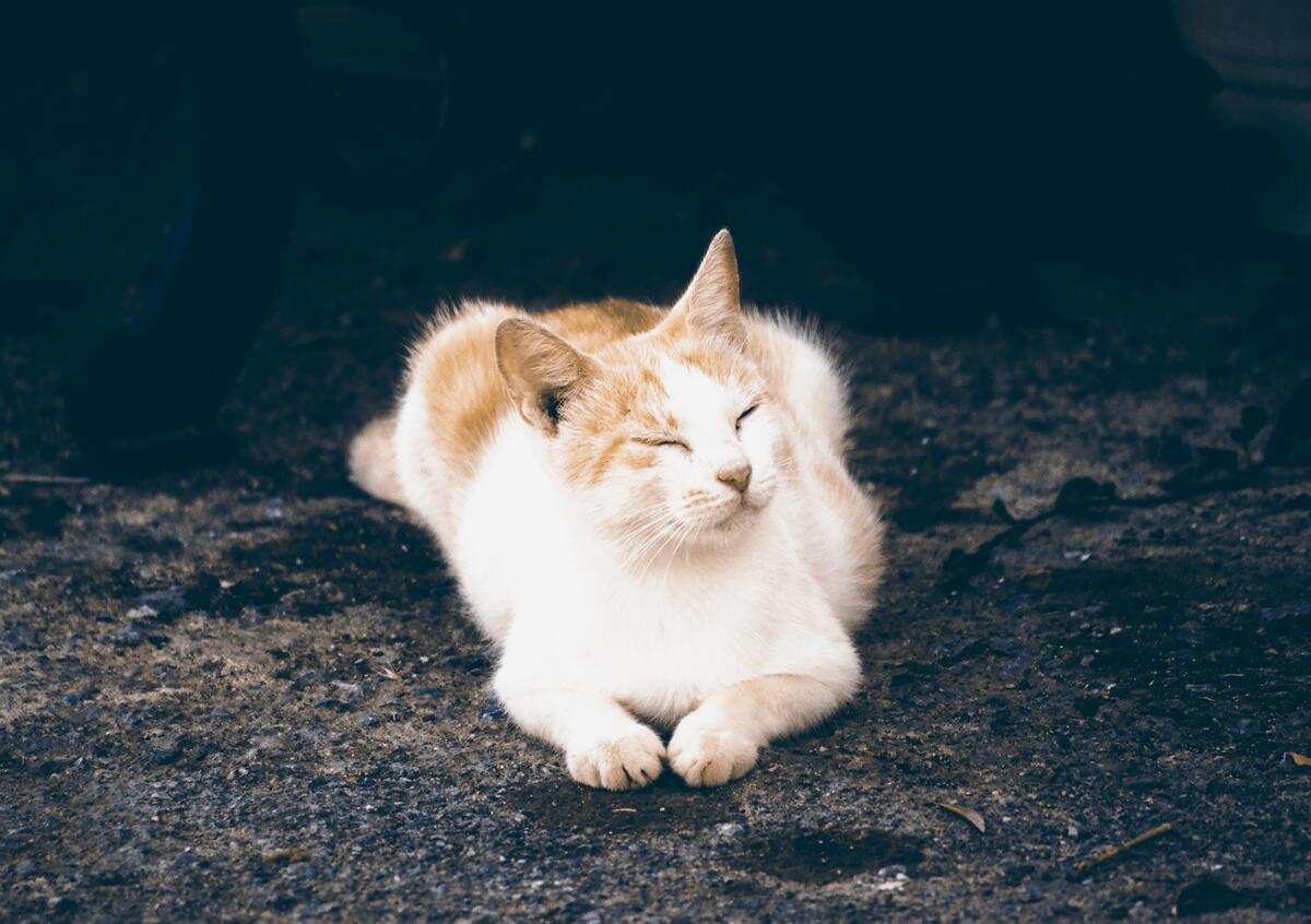 A sleepy cat resting on the ground