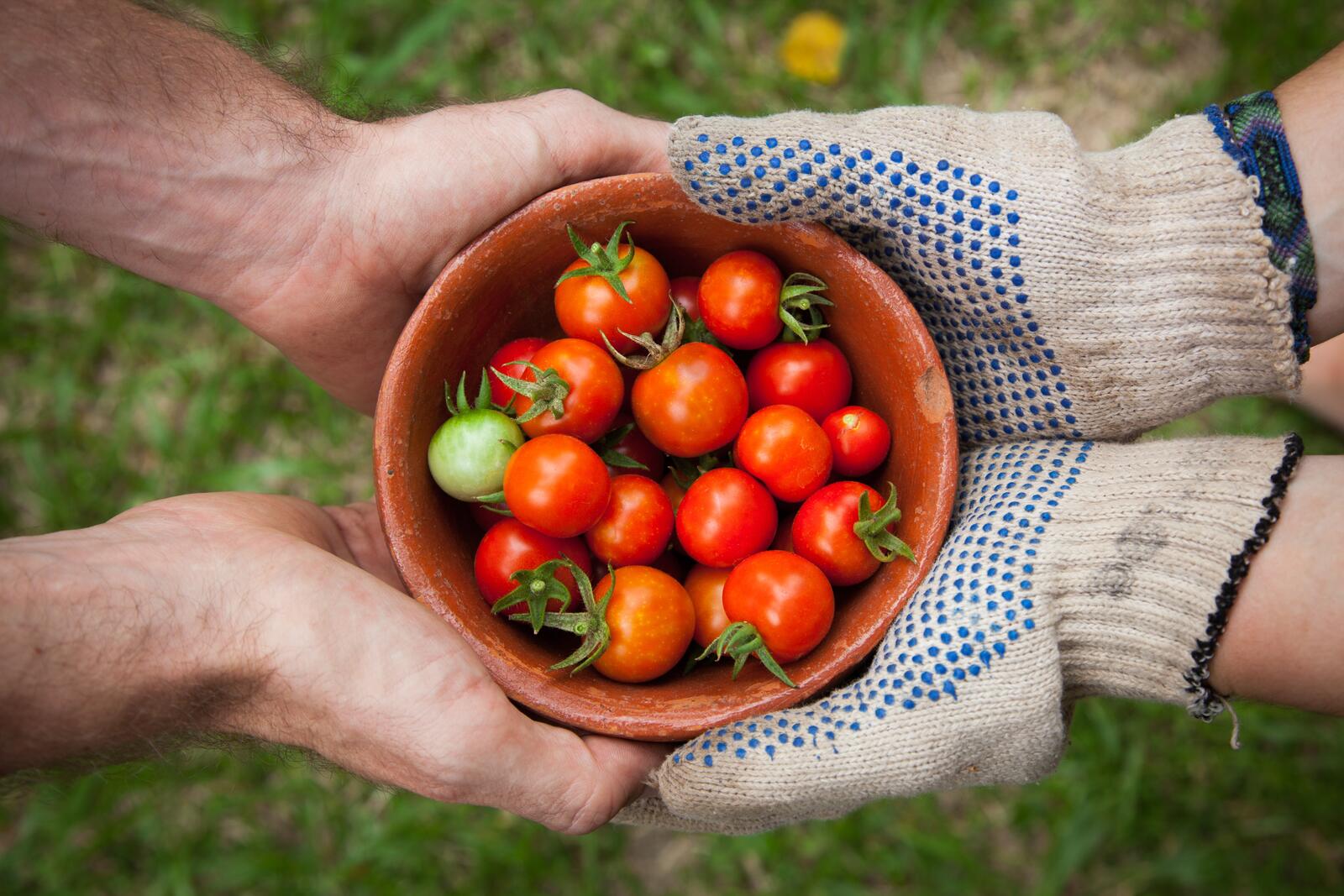 Бесплатное фото Глубокая тарелка со свежими помидорками