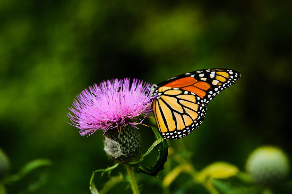 A butterfly eats nectar from a thistle.
