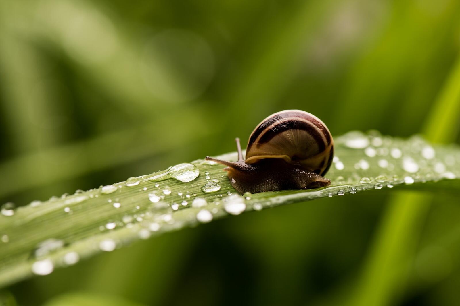 Free photo A snail crawls on a green leaf with raindrops on it