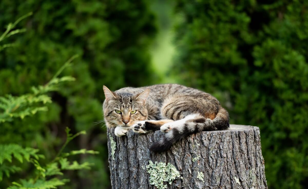一只家猫躺在一个木桩上