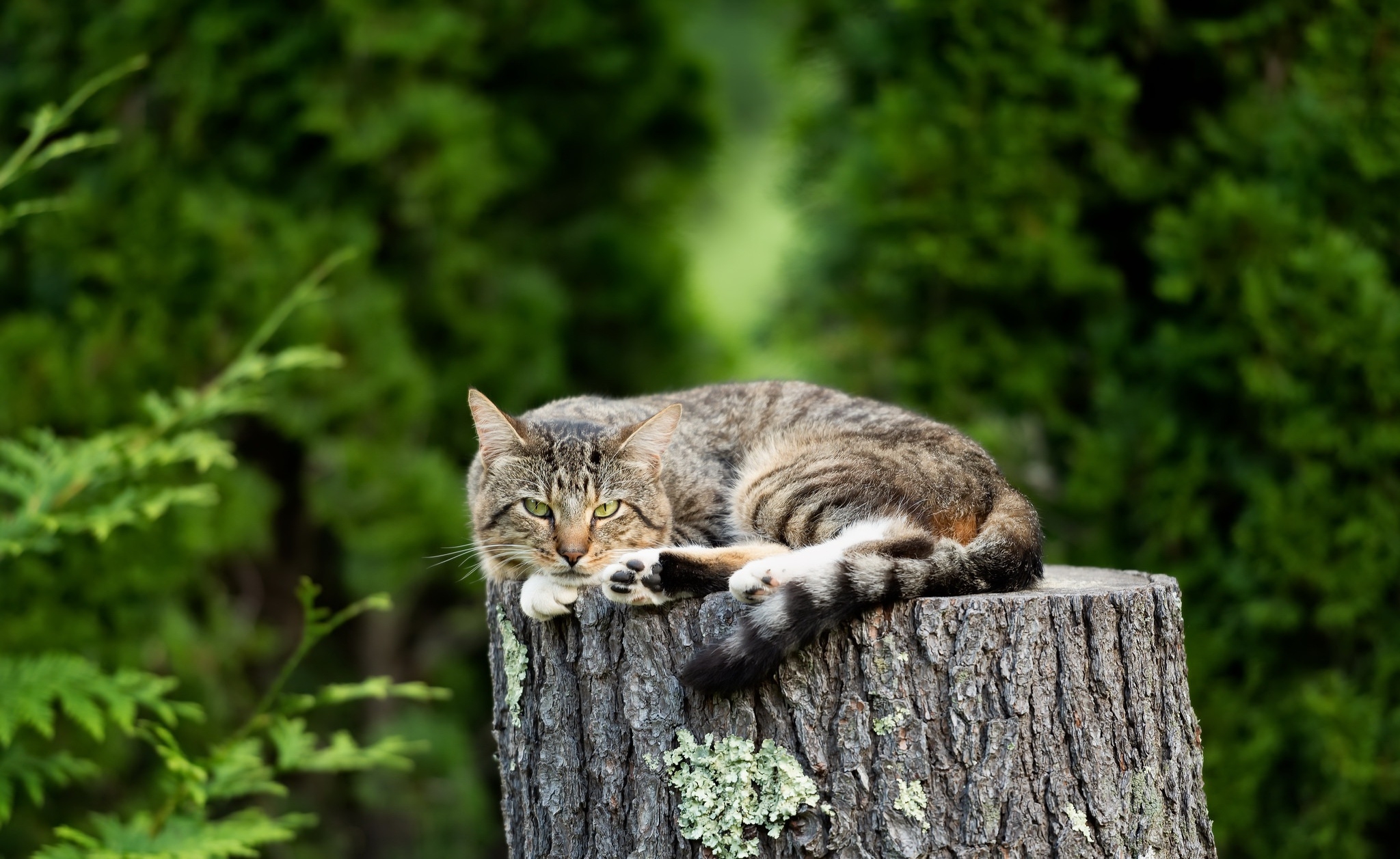 免费照片一只家猫躺在一个木桩上