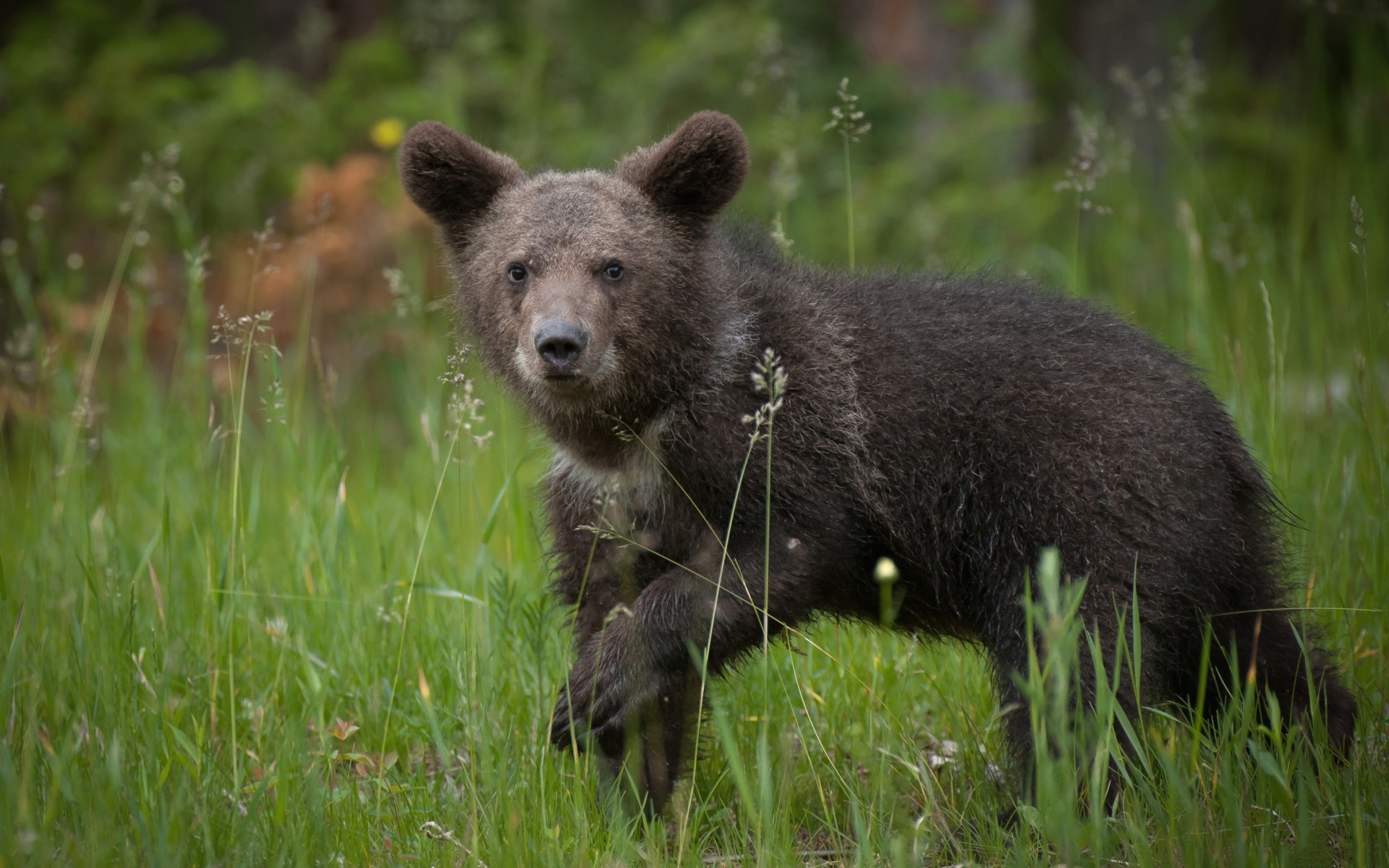 A bear cub on a green lawn