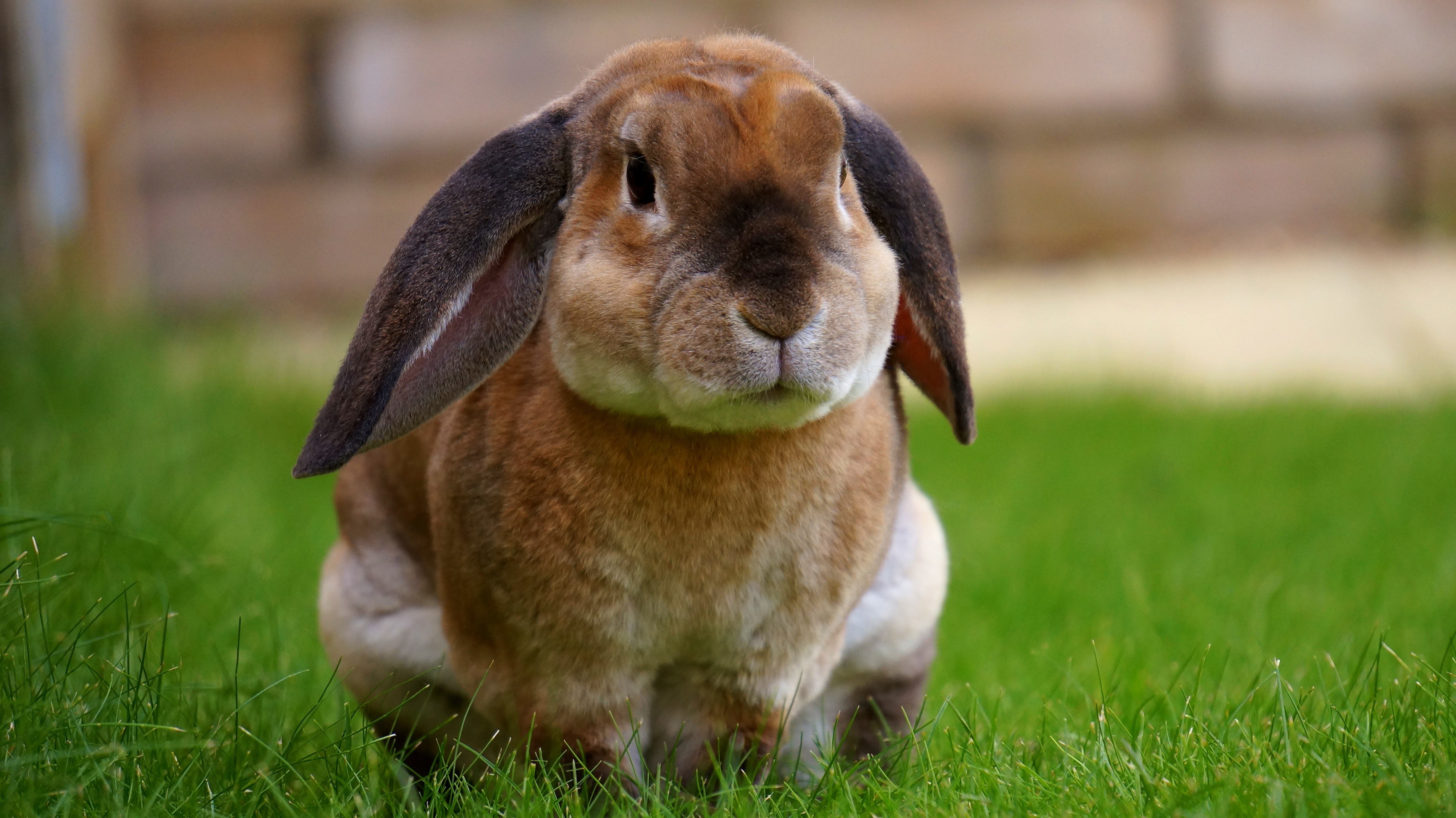 Free photo A rabbit on green grass