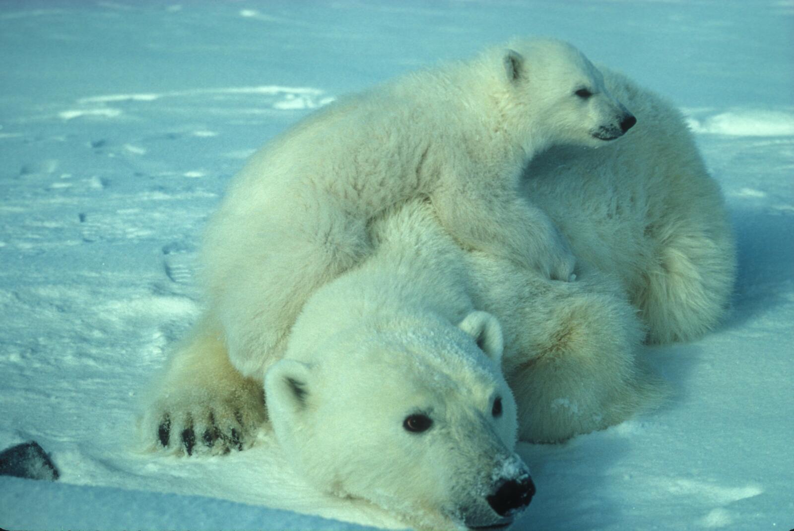 Free photo A polar bear with her baby