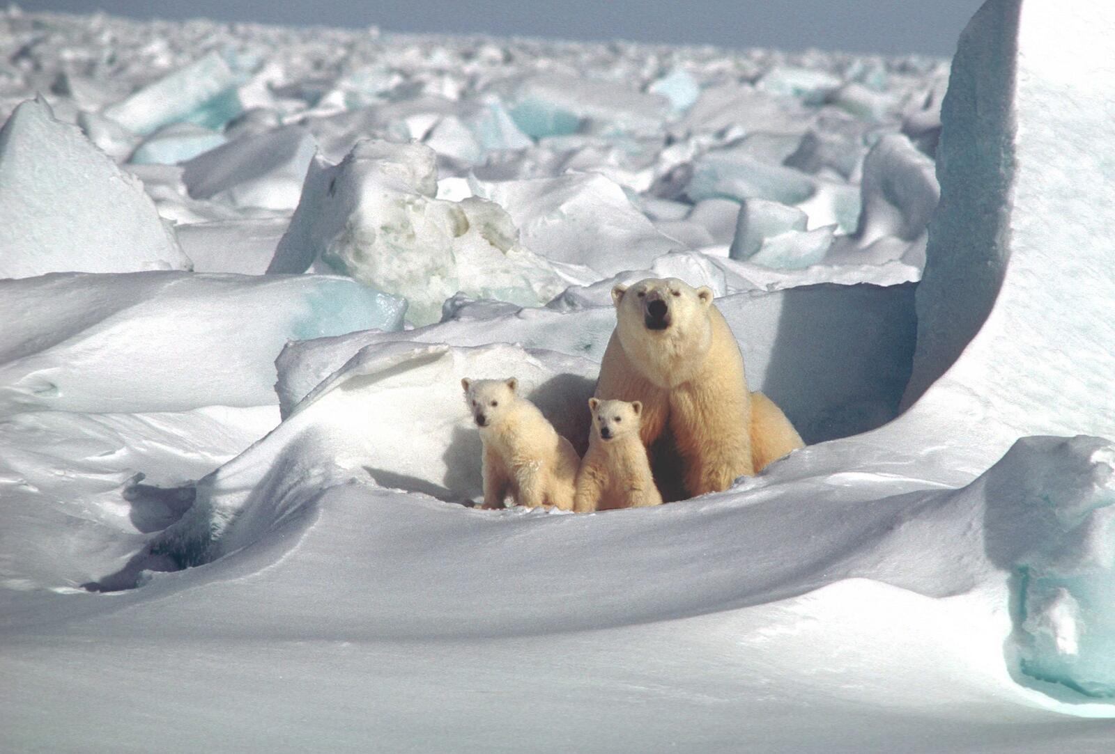 免费照片北极熊妈妈和她的两只小熊