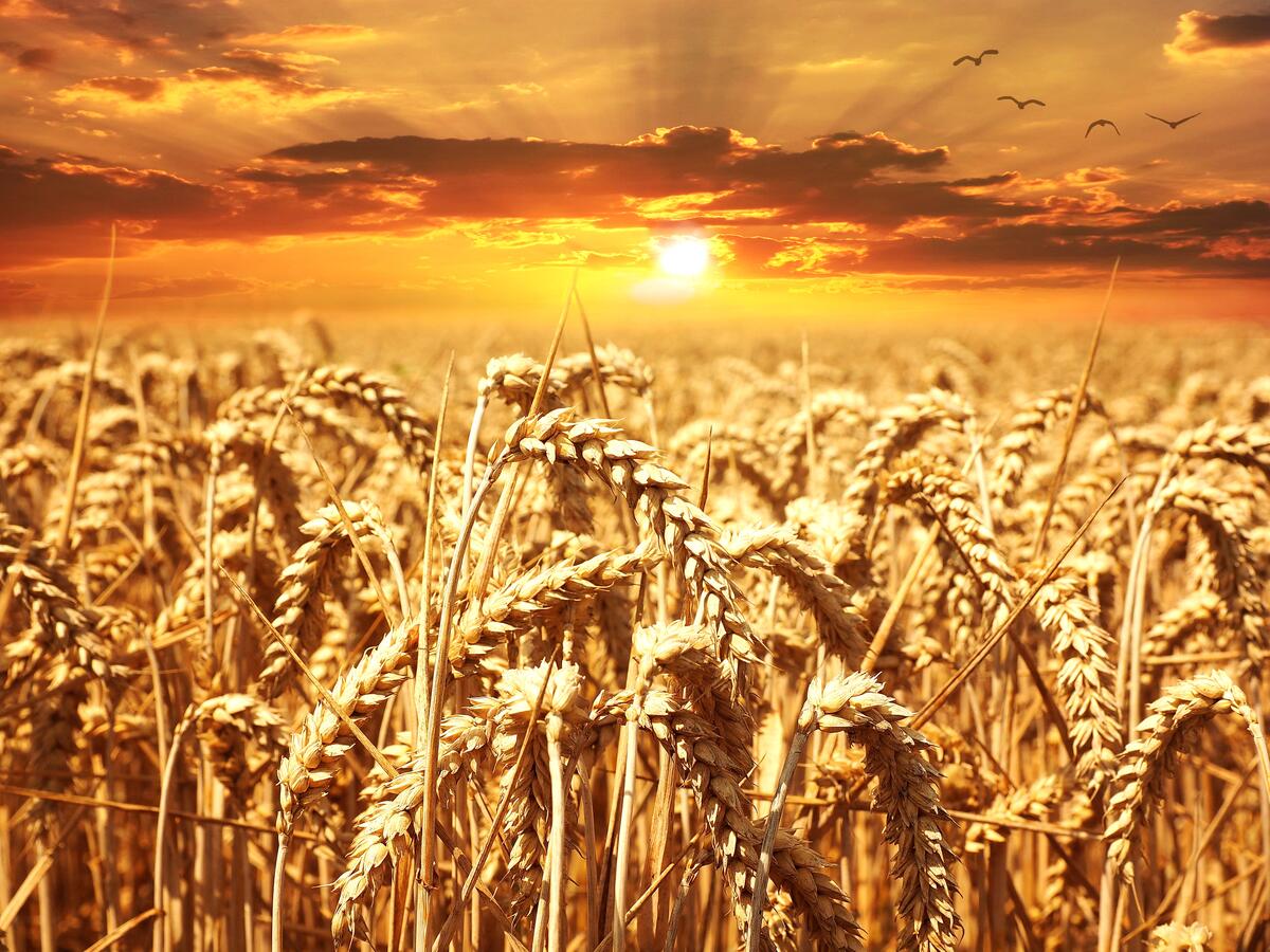 Поле засеянное пшеницей на закате
