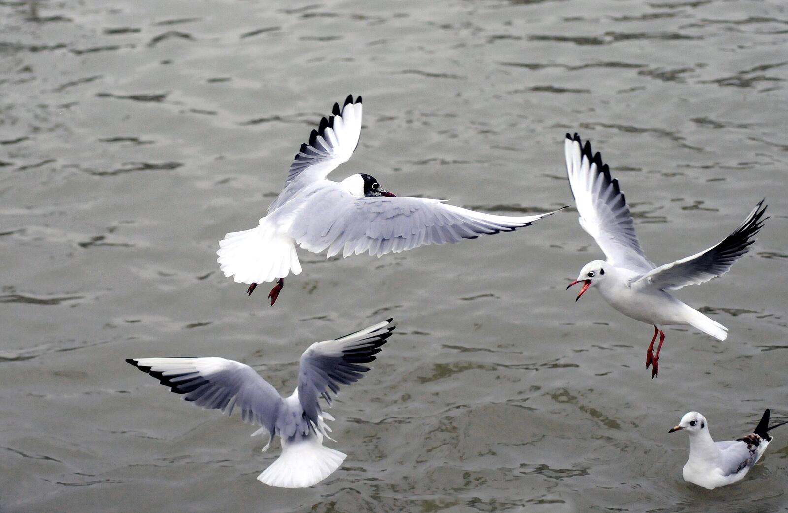 Бесплатное фото Чайки летают над поверхностью воды