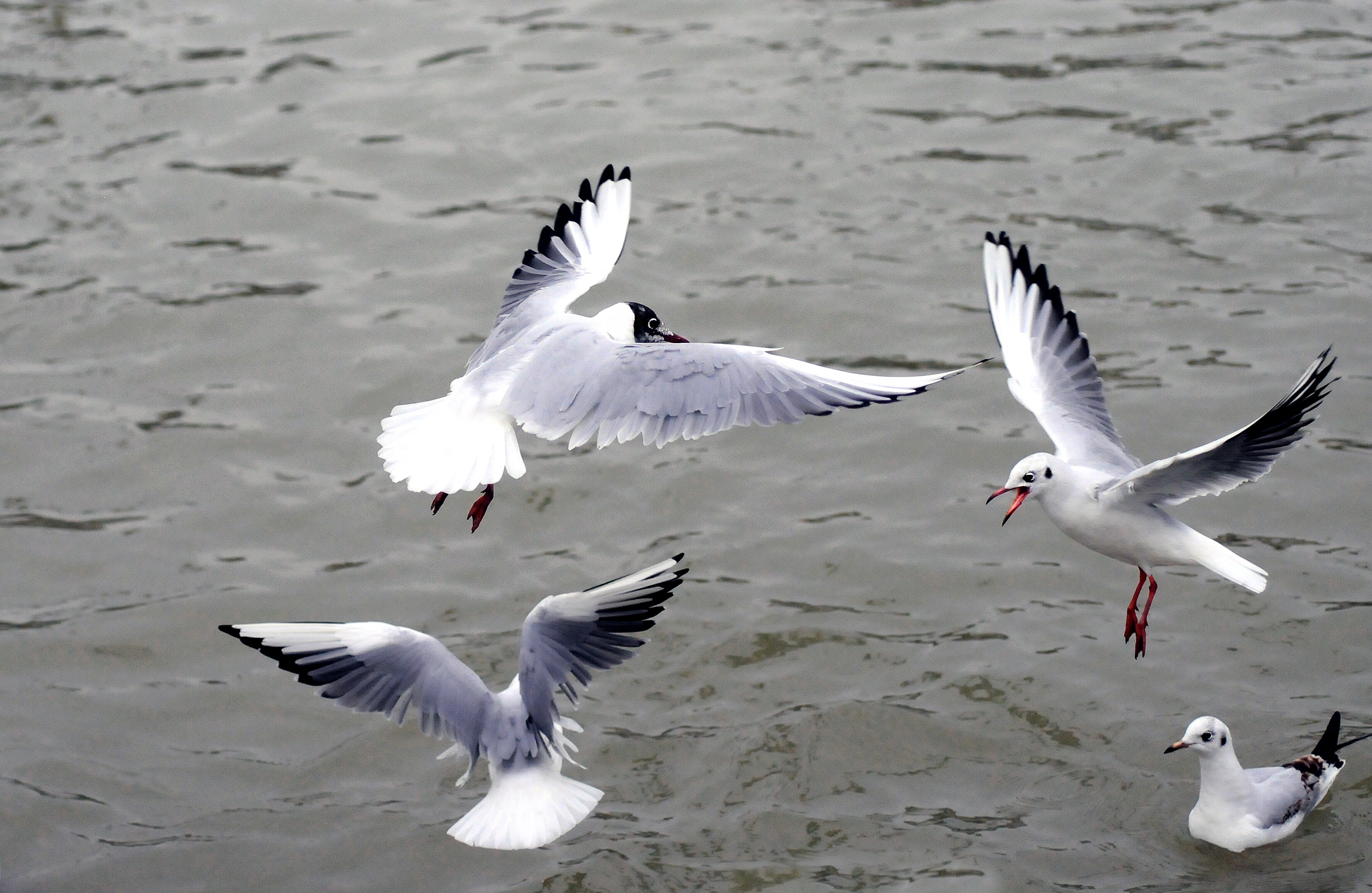 Чайки летают над поверхностью воды