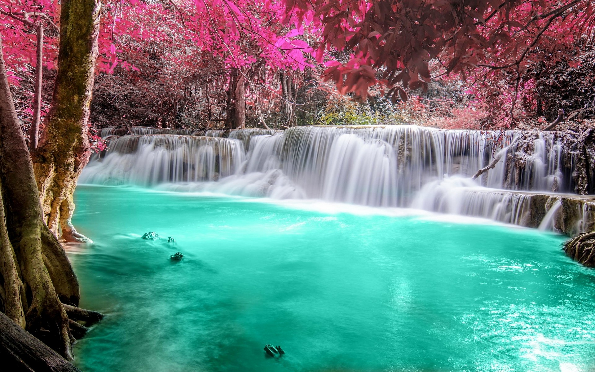 Wallpapers tropical river nature on the desktop