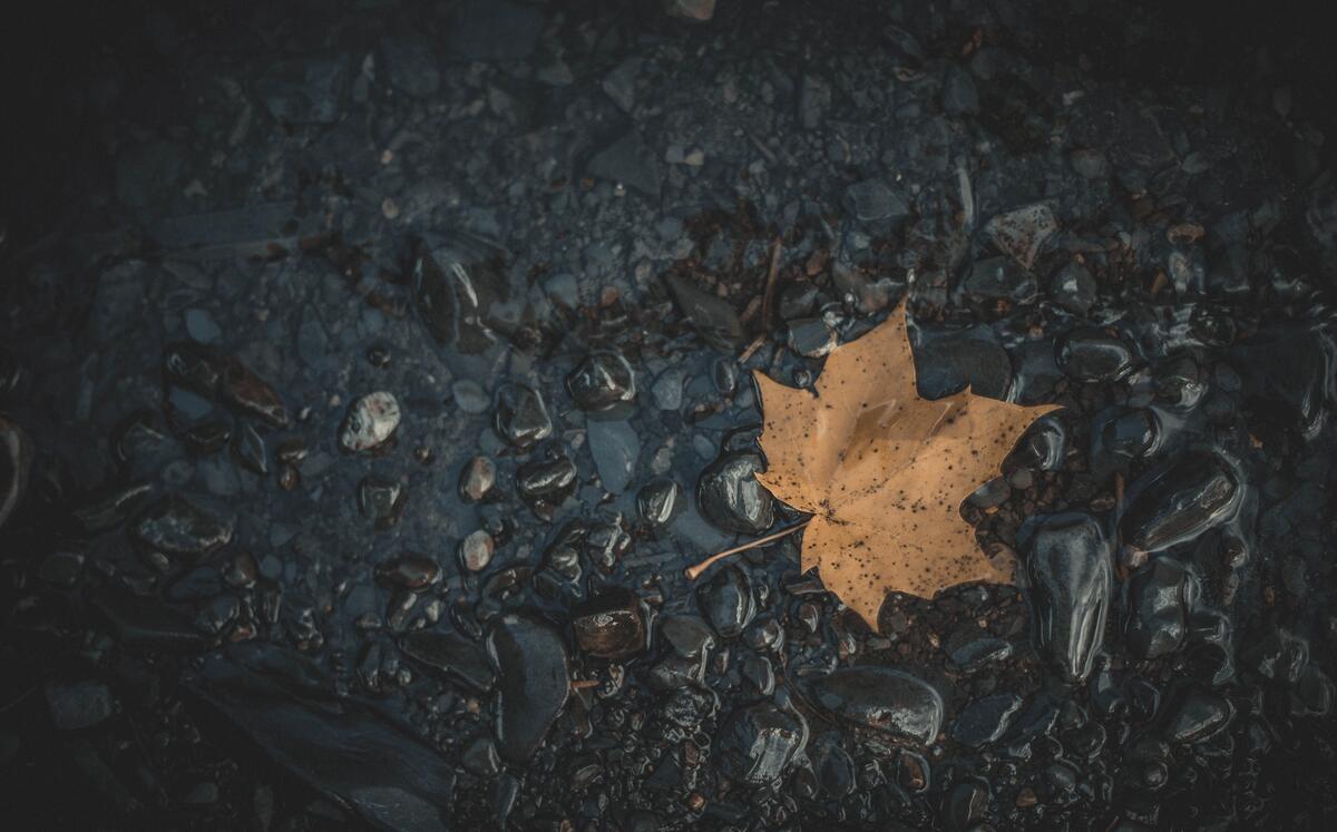 Кленовый осенний лист на каменистой почве после дождя