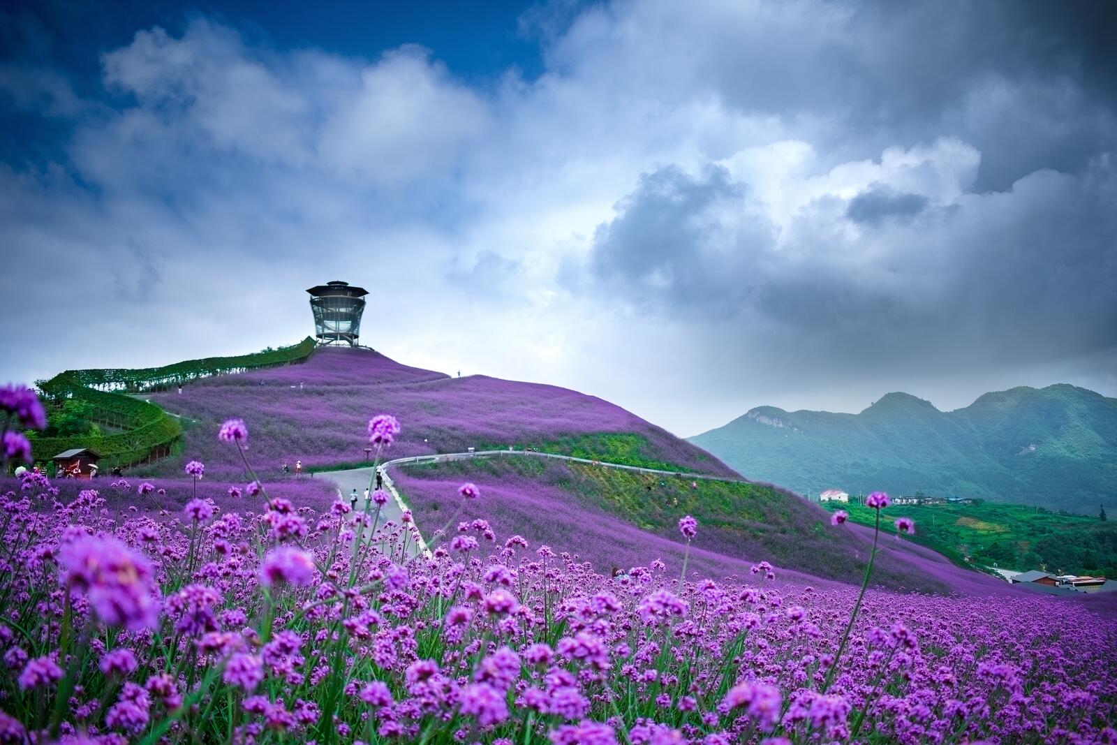 Бесплатное фото Фиолетовые цветы на большом поле