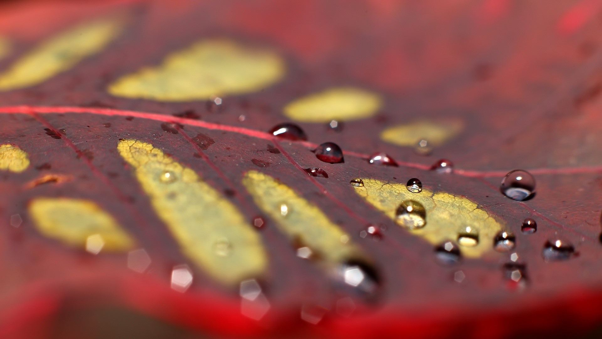 Красные кленовые листья с каплями дождя
