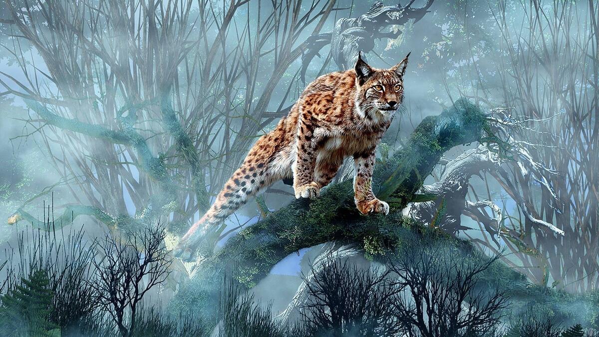 A bobcat hunts in the cold misty forest.