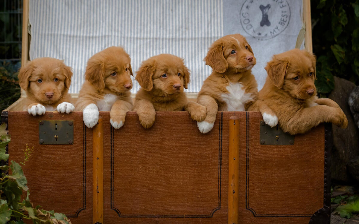 Red puppies in a trunk