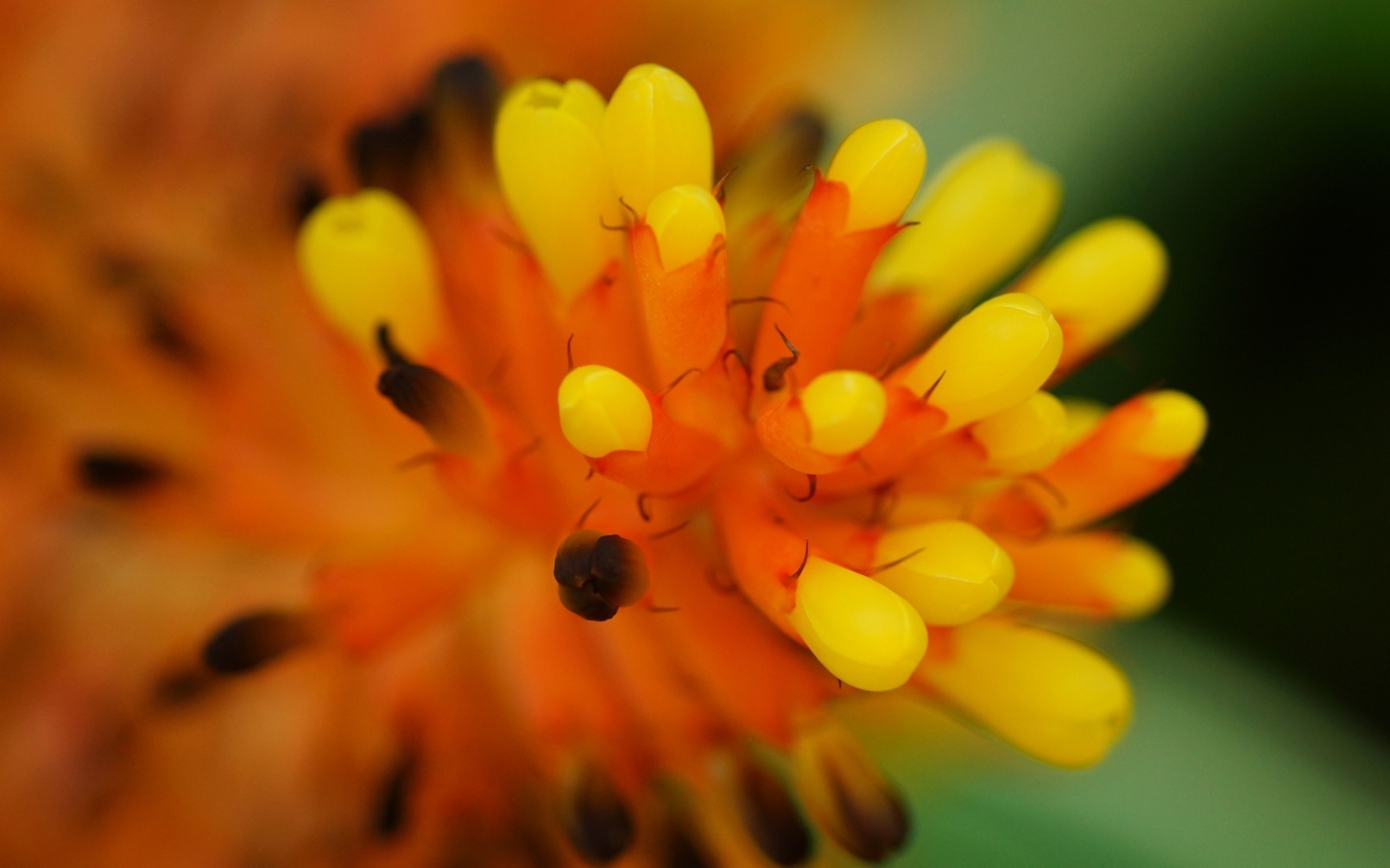 Бесплатное фото Нераспустившийся желтый цветочек