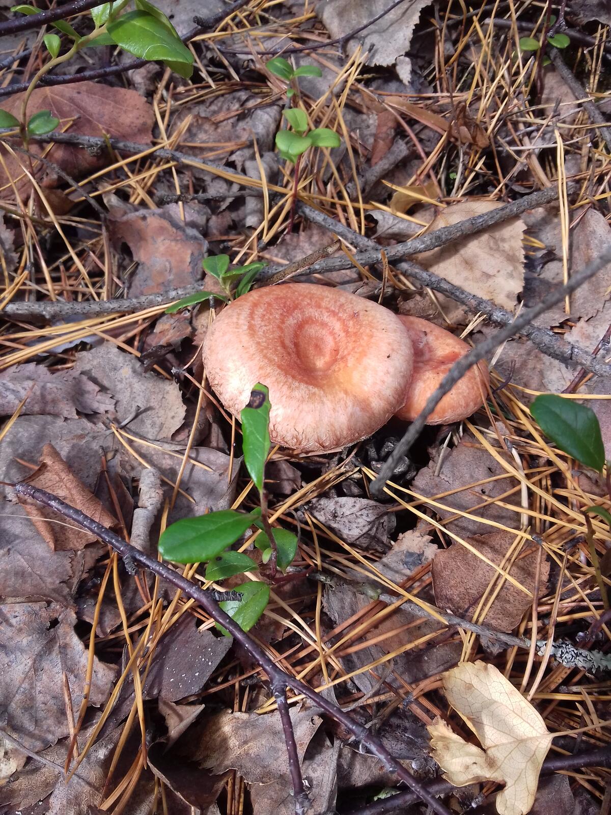 Growing wild boletus mushrooms
