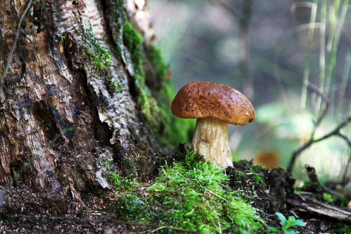 A mushroom grew near a tree