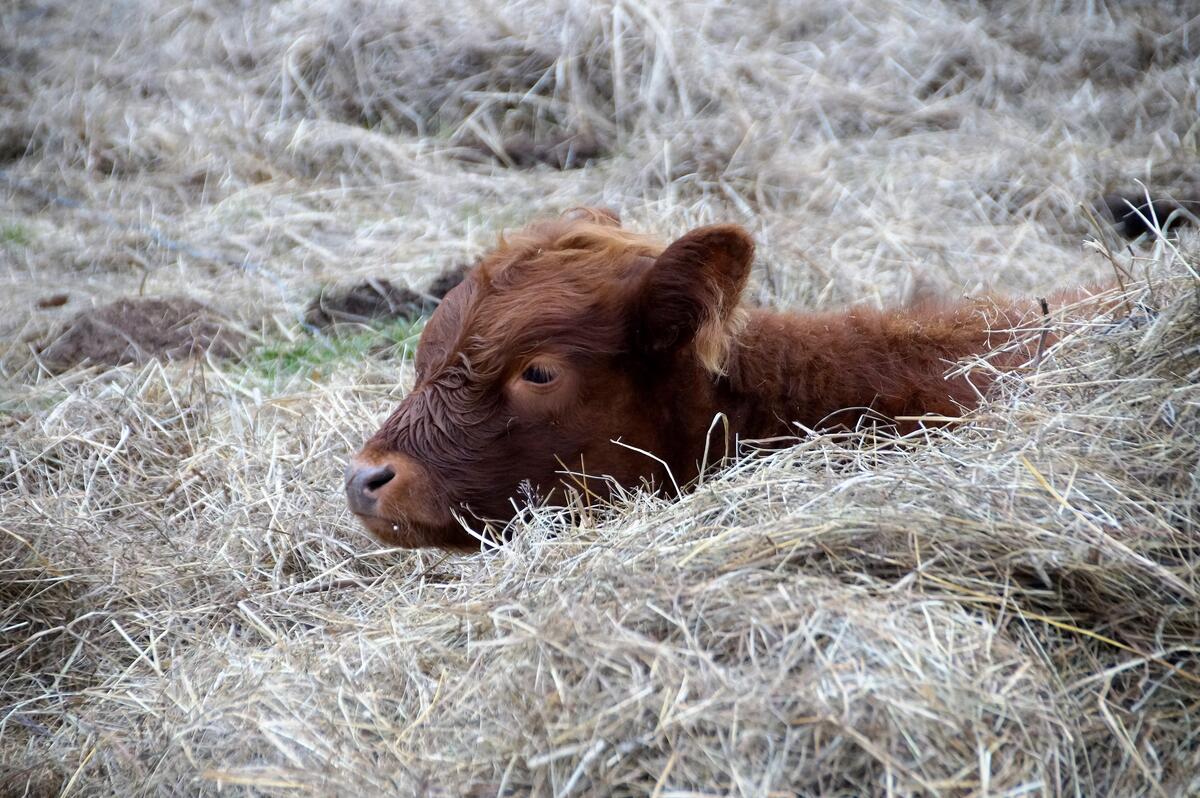 A thoroughbred calf lying in the straw.