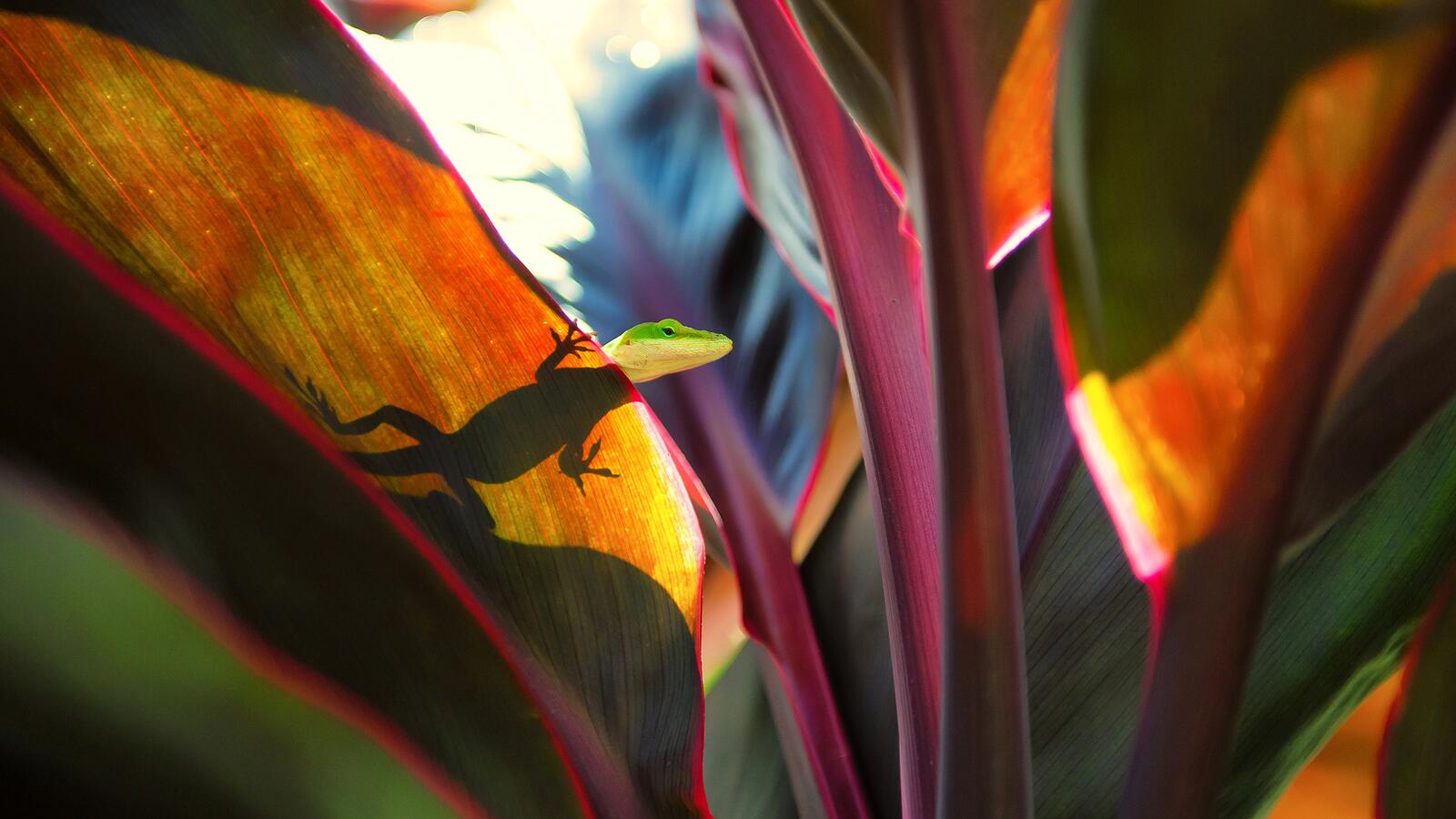 Бесплатное фото Ящерица греется под солнечными лучами на большом листе