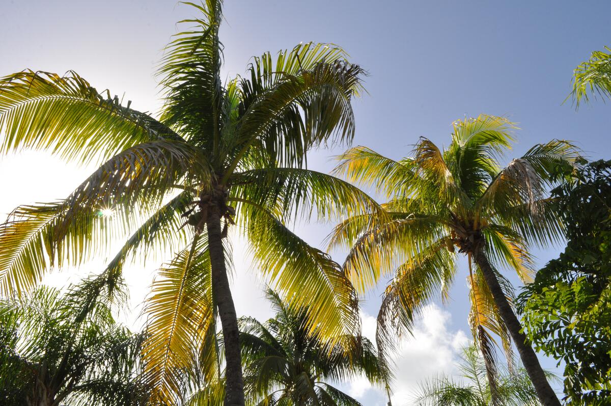 The branches of a palm tree in a blue sky.