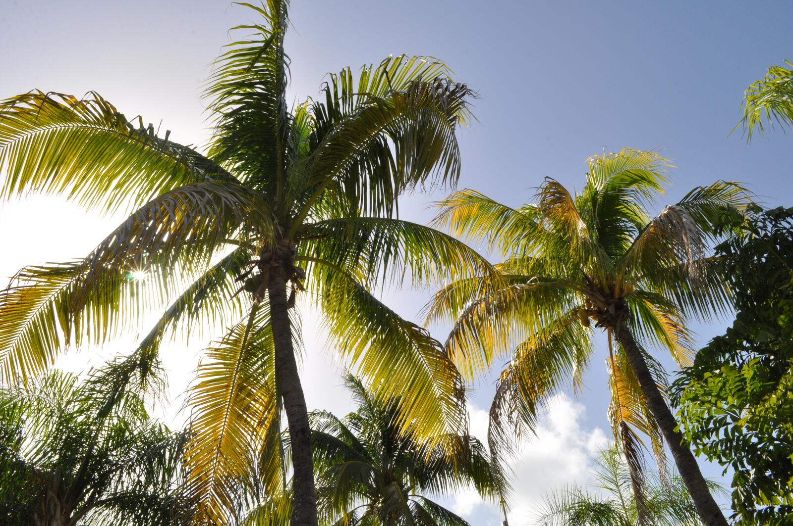 Бесплатное фото Ветви пальмы на голубом небе