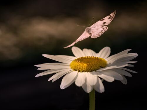A butterfly lands on a daisy