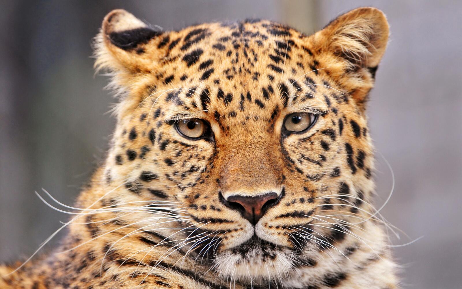 Free photo Portrait of a leopard