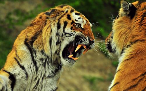Драка двух тигров