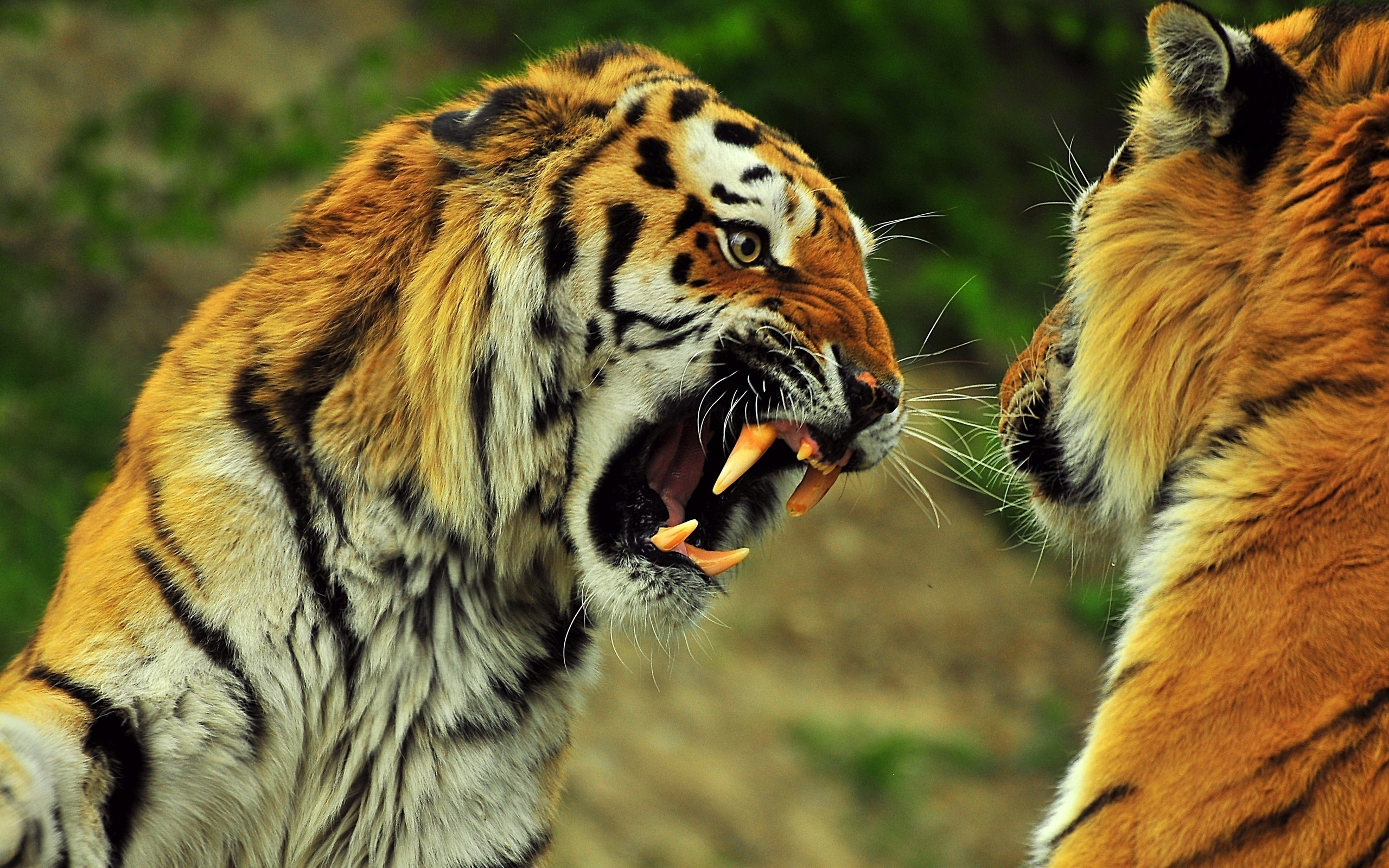 Free photo Two tigers fighting