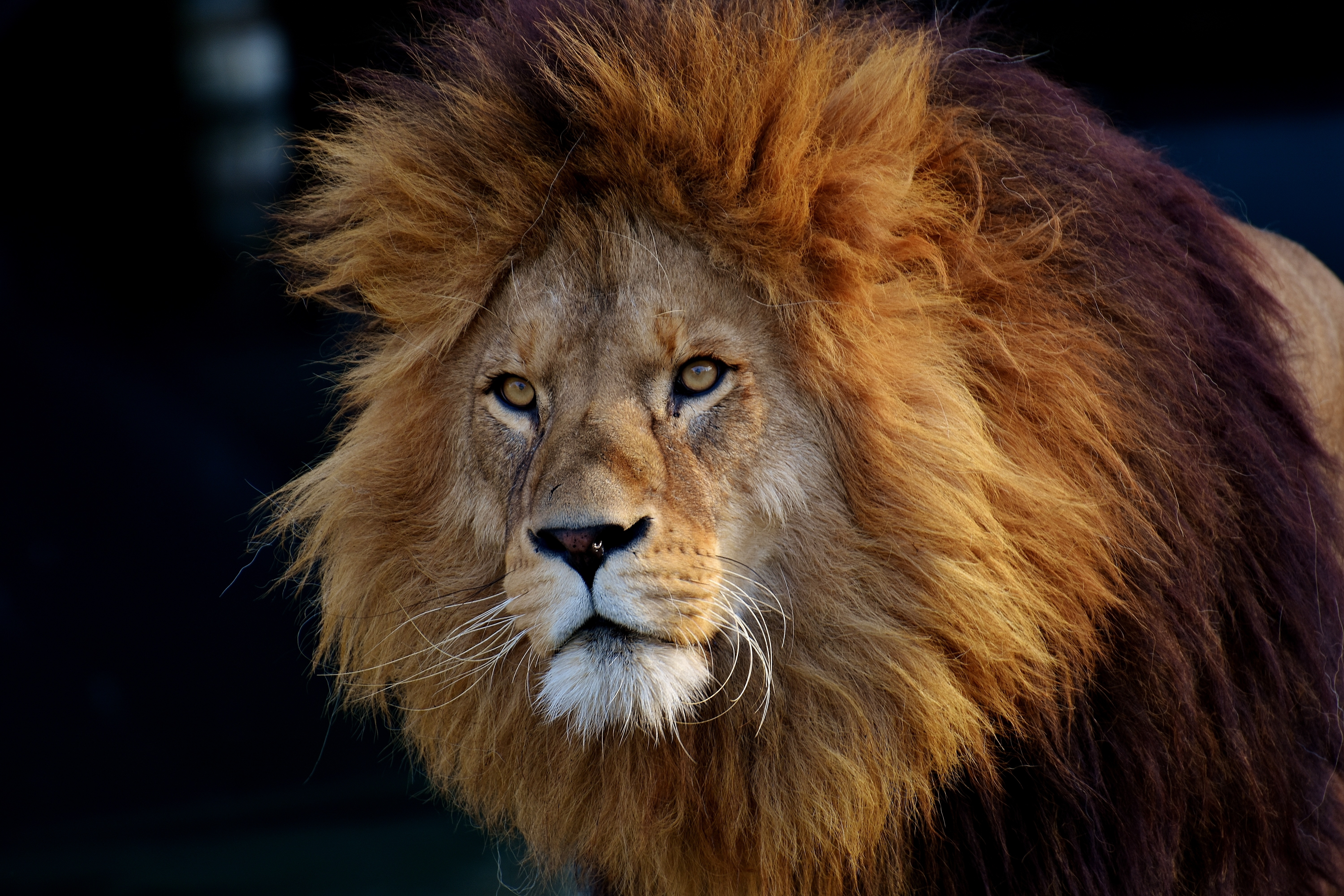 Бесплатное фото Портрет удивленного льва